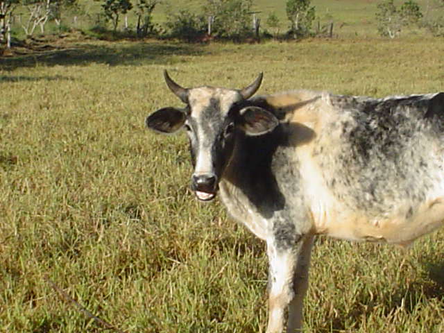 Quem tem Xifre o boi ou a vaca?